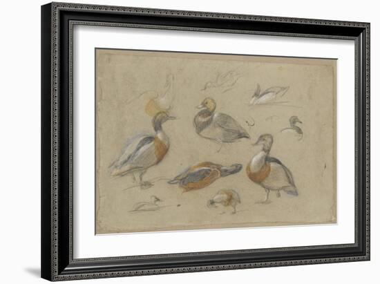 Etude de canards et tête de sarcelle-Pieter Boel-Framed Giclee Print