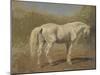 Etude de cheval blanc-Rosa Bonheur-Mounted Giclee Print