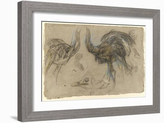 Etude de deux autruches debout et d'une tête-Pieter Boel-Framed Giclee Print