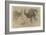 Etude de deux autruches debout et d'une tête-Pieter Boel-Framed Giclee Print