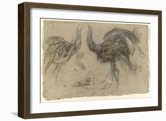 Etude de deux autruches debout et d'une tête-Pieter Boel-Framed Giclee Print