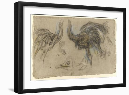 Etude de deux autruches debout et d'une tête-Pieter Boel-Framed Giclee Print