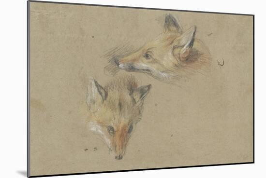 Etude de deux têtes de renards-Pieter Boel-Mounted Giclee Print