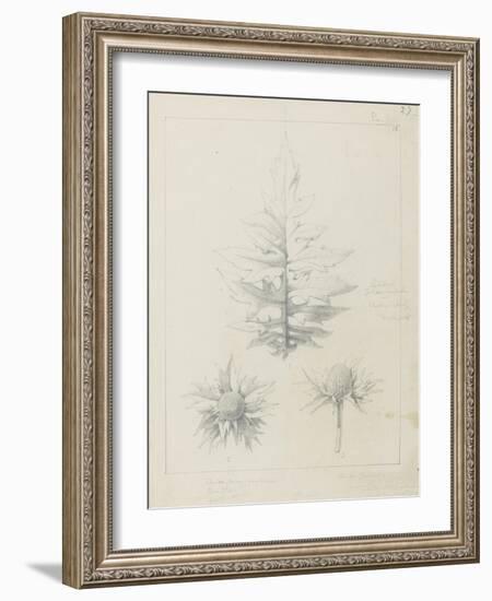 Etude de feuilles de echirops, de sphoerophalus, chardon cultivé, de chardon sauvage de la mer, de-Robert-Victor-Marie-Charles Ruprich-Framed Giclee Print