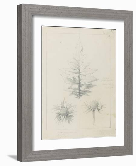 Etude de feuilles de echirops, de sphoerophalus, chardon cultivé, de chardon sauvage de la mer, de-Robert-Victor-Marie-Charles Ruprich-Framed Giclee Print