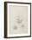 Etude de feuilles de echirops, de sphoerophalus, chardon cultivé, de chardon sauvage de la mer, de-Robert-Victor-Marie-Charles Ruprich-Framed Giclee Print