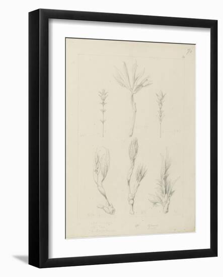 Etude de feuilles de vigne vierge, de thym, de sumac longifolius entre 1866 et 1876-Robert-Victor-Marie-Charles Ruprich-Framed Giclee Print