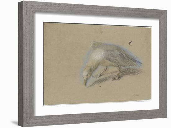Etude de goéland-Pieter Boel-Framed Giclee Print