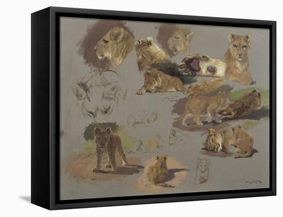 Etude de lions, de lionnes et de lionceaux, 17 esquisses-Rosa Bonheur-Framed Premier Image Canvas