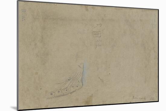 Etude de plumes de paon-Pieter Boel-Mounted Giclee Print
