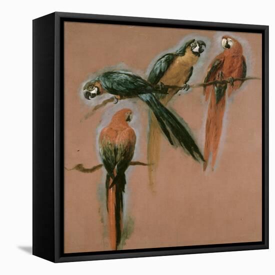 Etude de quatre perroquets-Pieter Boel-Framed Premier Image Canvas