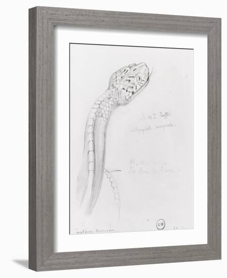 Etude de serpent pour Hercule et l'hydre de Lerne-Gustave Moreau-Framed Giclee Print