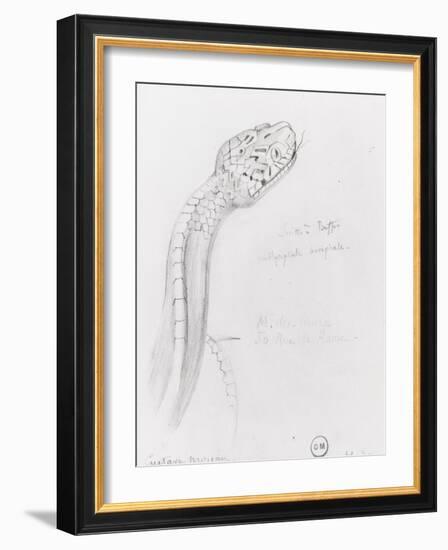 Etude de serpent pour Hercule et l'hydre de Lerne-Gustave Moreau-Framed Giclee Print