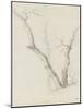 Etude de trois arbres dépouillés de leurs feuilles-Pierre Henri de Valenciennes-Mounted Giclee Print