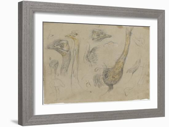 Etudes d'autruches-Pieter Boel-Framed Giclee Print