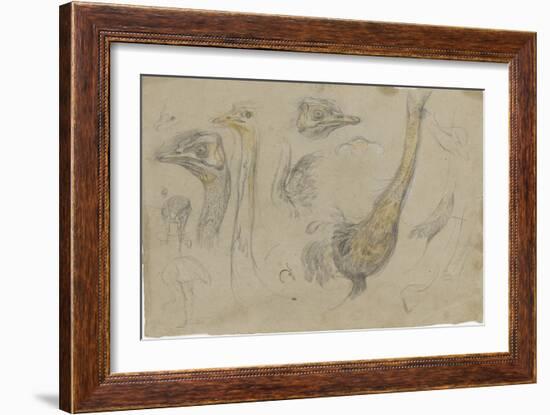 Etudes d'autruches-Pieter Boel-Framed Giclee Print