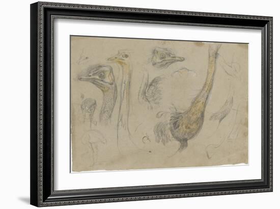 Etudes d'autruches-Pieter Boel-Framed Giclee Print