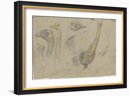 Etudes d'autruches-Pieter Boel-Framed Giclee Print