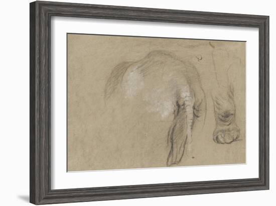 Etudes d'un éléphant, pied et corps vu de dos-Pieter Boel-Framed Giclee Print