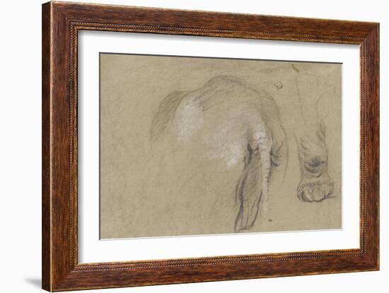 Etudes d'un éléphant, pied et corps vu de dos-Pieter Boel-Framed Giclee Print
