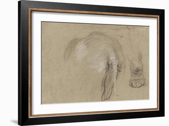 Etudes d'un éléphant, pied et corps vu de dos-Pieter Boel-Framed Giclee Print