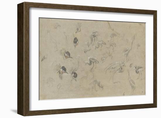 Etudes d'un oiseau à aigrette-Pieter Boel-Framed Giclee Print