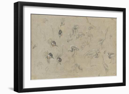 Etudes d'un oiseau à aigrette-Pieter Boel-Framed Giclee Print