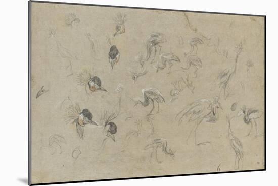 Etudes d'un oiseau à aigrette-Pieter Boel-Mounted Giclee Print