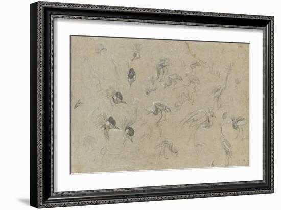 Etudes d'un oiseau à aigrette-Pieter Boel-Framed Giclee Print