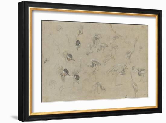 Etudes d'un oiseau à aigrette-Pieter Boel-Framed Giclee Print