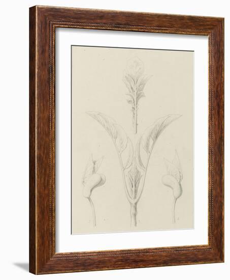 Etudes de bourgeons, pomme de terre, dahlia, haricot entre 1866 et 1876-Robert-Victor-Marie-Charles Ruprich-Framed Giclee Print