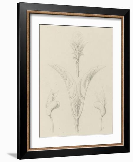 Etudes de bourgeons, pomme de terre, dahlia, haricot entre 1866 et 1876-Robert-Victor-Marie-Charles Ruprich-Framed Giclee Print