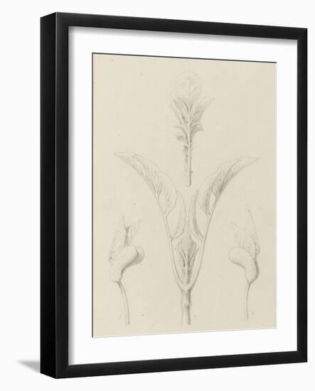 Etudes de bourgeons, pomme de terre, dahlia, haricot entre 1866 et 1876-Robert-Victor-Marie-Charles Ruprich-Framed Giclee Print