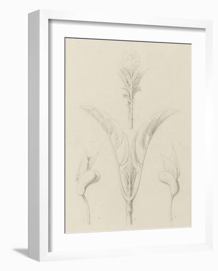 Etudes de bourgeons, pomme de terre, dahlia, haricot entre 1866 et 1876-Robert-Victor-Marie-Charles Ruprich-Framed Giclee Print