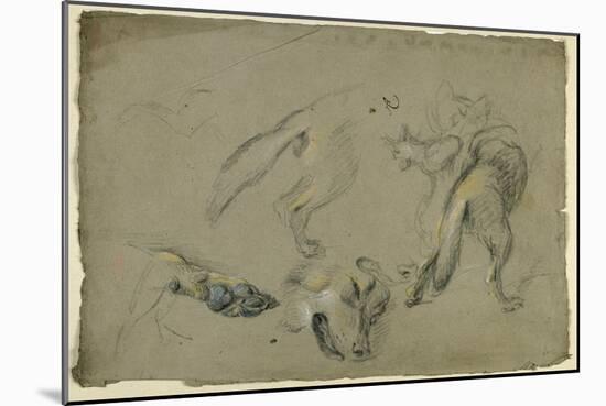 Etudes de loups, pattes, tête, et corps vu de dos-Pieter Boel-Mounted Giclee Print