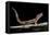 Eublepharis Macularius F. Albino (Leopard Gecko)-Paul Starosta-Framed Premier Image Canvas