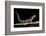 Eublepharis Macularius F. Albino (Leopard Gecko)-Paul Starosta-Framed Photographic Print