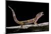 Eublepharis Macularius F. Albino (Leopard Gecko)-Paul Starosta-Mounted Photographic Print