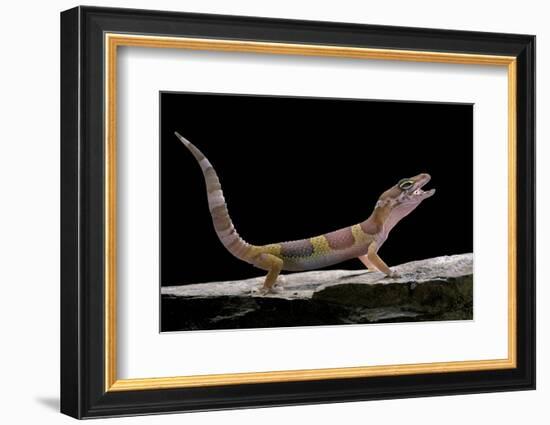 Eublepharis Macularius F. Albino (Leopard Gecko)-Paul Starosta-Framed Photographic Print