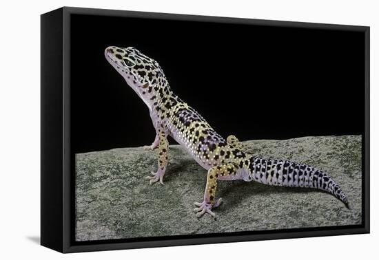Eublepharis Macularius (Leopard Gecko)-Paul Starosta-Framed Premier Image Canvas