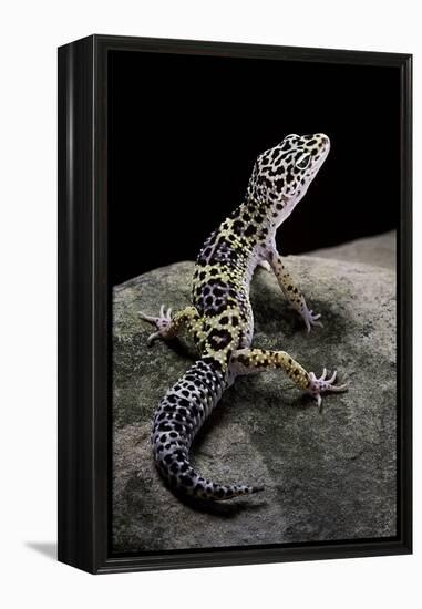 Eublepharis Macularius (Leopard Gecko)-Paul Starosta-Framed Premier Image Canvas