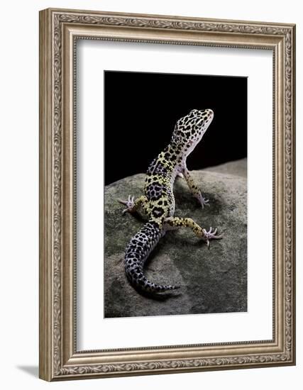 Eublepharis Macularius (Leopard Gecko)-Paul Starosta-Framed Photographic Print