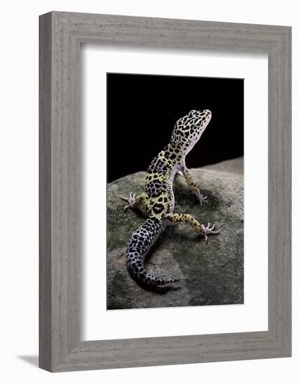 Eublepharis Macularius (Leopard Gecko)-Paul Starosta-Framed Photographic Print