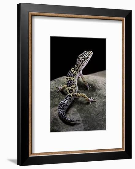 Eublepharis Macularius (Leopard Gecko)-Paul Starosta-Framed Photographic Print