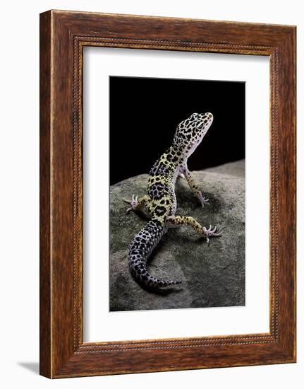 Eublepharis Macularius (Leopard Gecko)-Paul Starosta-Framed Photographic Print