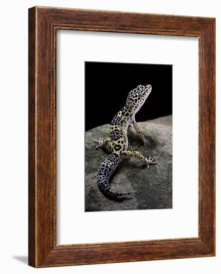 Eublepharis Macularius (Leopard Gecko)-Paul Starosta-Framed Photographic Print