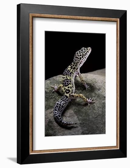 Eublepharis Macularius (Leopard Gecko)-Paul Starosta-Framed Photographic Print