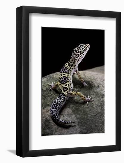 Eublepharis Macularius (Leopard Gecko)-Paul Starosta-Framed Photographic Print