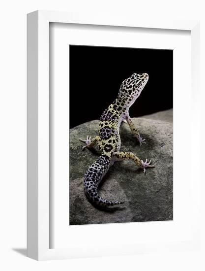 Eublepharis Macularius (Leopard Gecko)-Paul Starosta-Framed Photographic Print