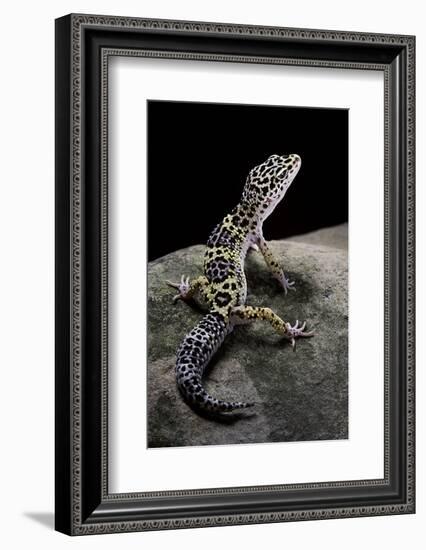 Eublepharis Macularius (Leopard Gecko)-Paul Starosta-Framed Photographic Print